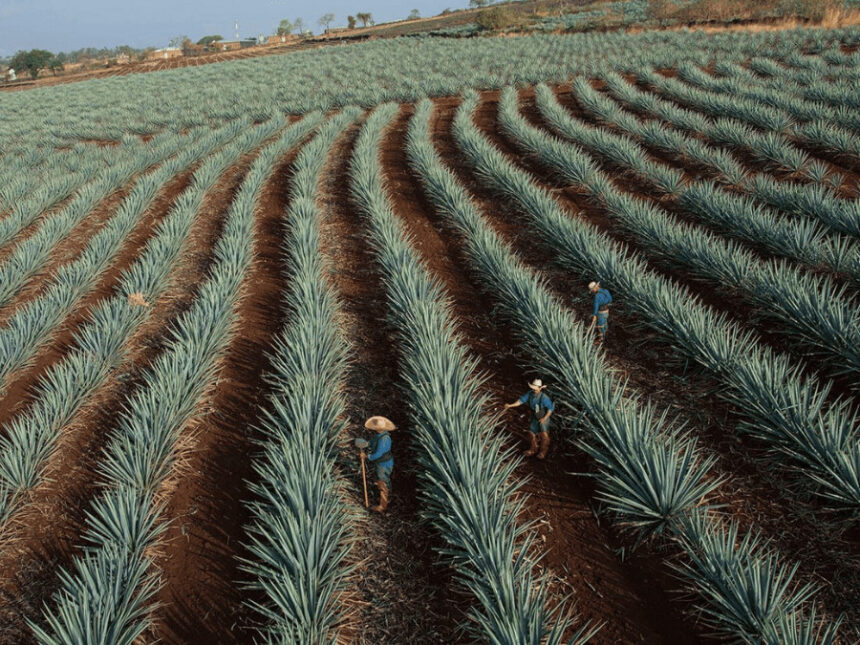 Agave fields