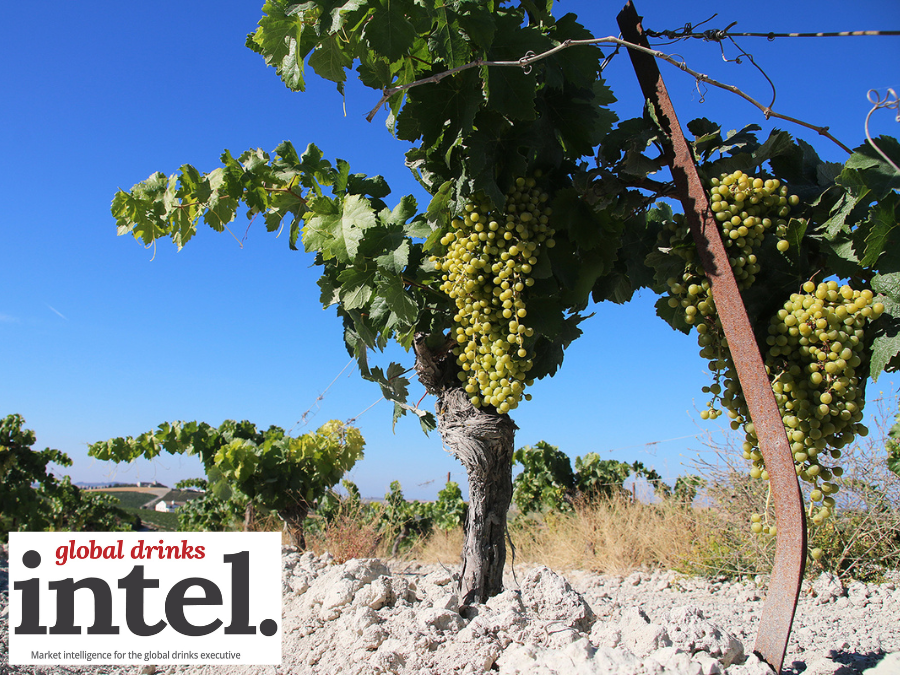 Vineyard in Jerez, Spain, the home of sherry