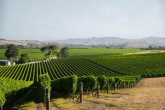 Vineyards in Marlborough, New Zealand