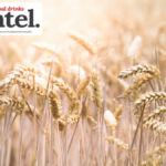 Rye growing in a field