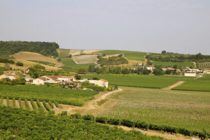 Vineyards in Cognac
