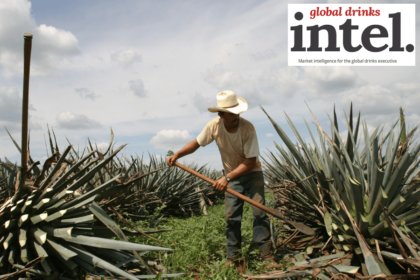 A man working in an agave field