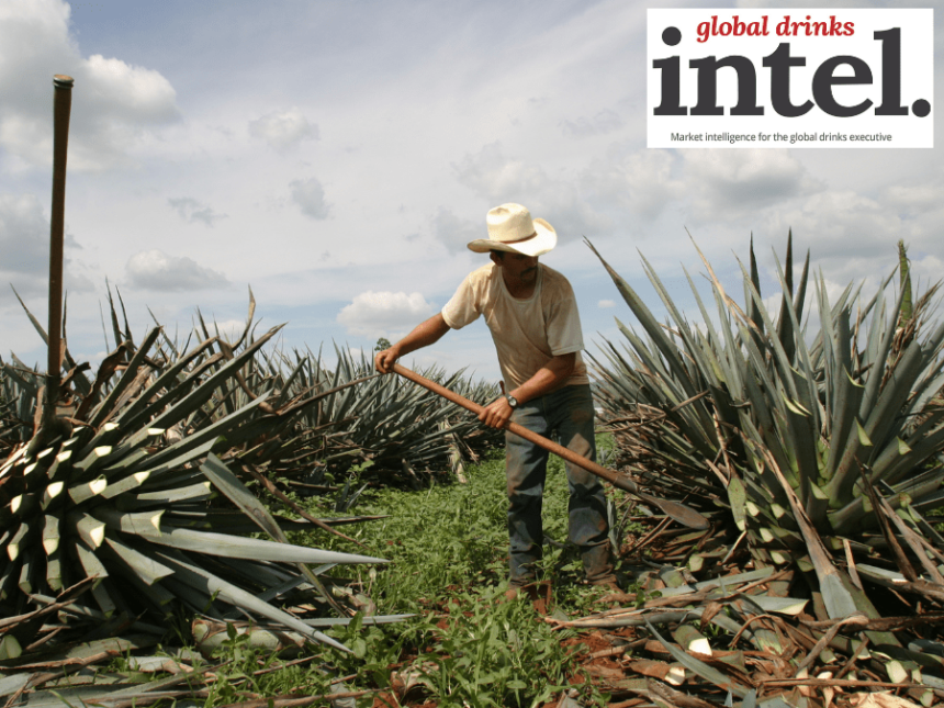 A man working in an agave field