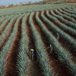 Agave fields