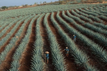 Agave fields