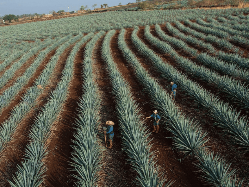 Agave fields