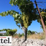 Vineyard in Jerez, Spain, the home of sherry