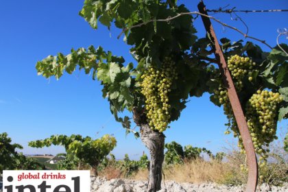Vineyard in Jerez, Spain, the home of sherry