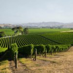 Vineyards in Marlborough, New Zealand