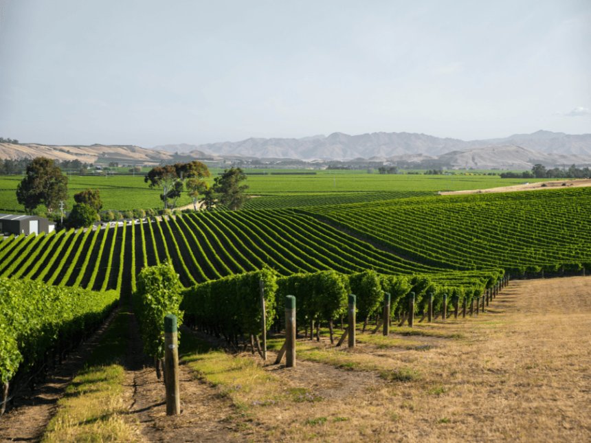 Vineyards in Marlborough, New Zealand