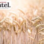Rye growing in a field