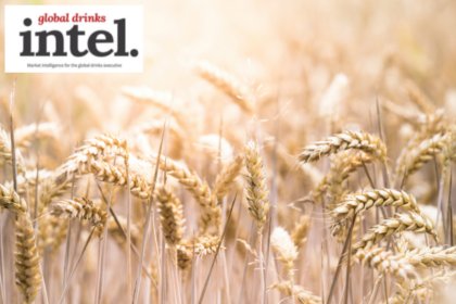 Rye growing in a field
