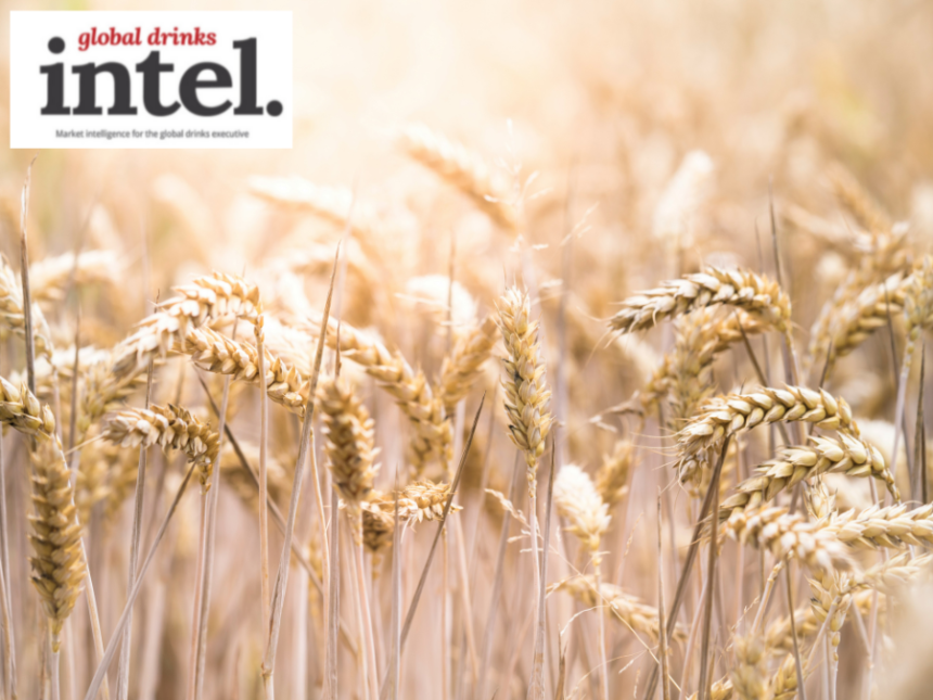 Rye growing in a field