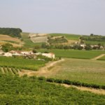 Vineyards in Cognac