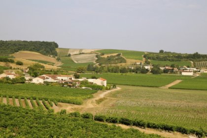 Vineyards in Cognac