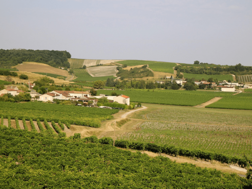 Vineyards in Cognac