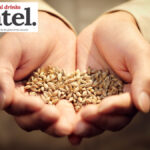 A handful of grain