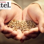 A handful of grain