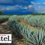 Agave fields in Jalisco, Mexico