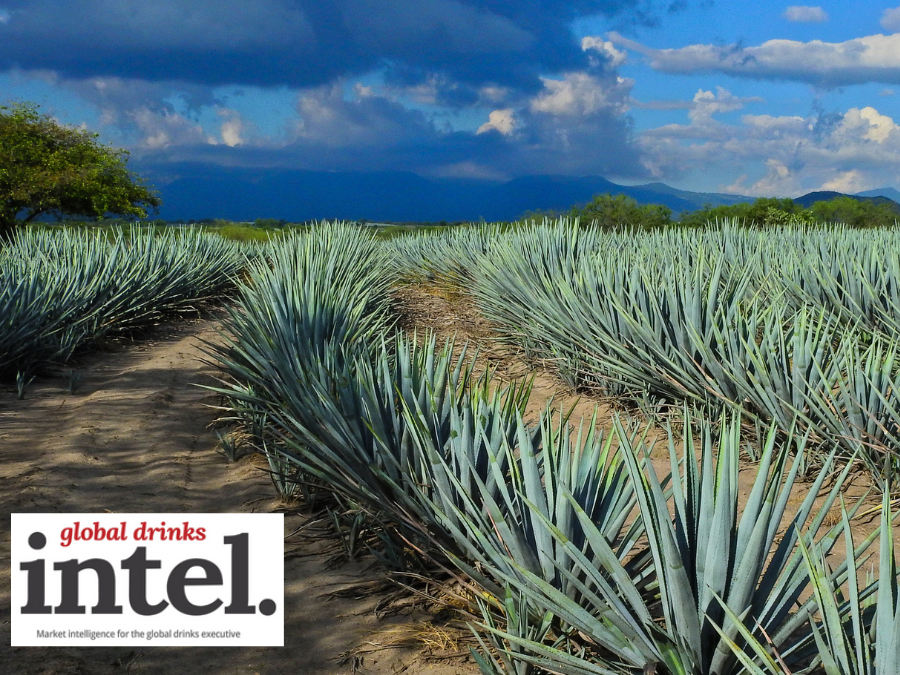 Agave fields in Jalisco, Mexico