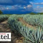 Agave fields in Jalisco, Mexico