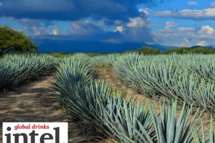 Agave fields in Jalisco, Mexico