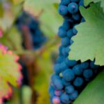 Grapes growing on a vine