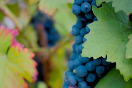 Grapes growing on a vine