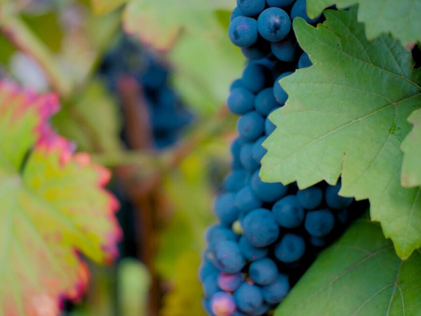Grapes growing on a vine