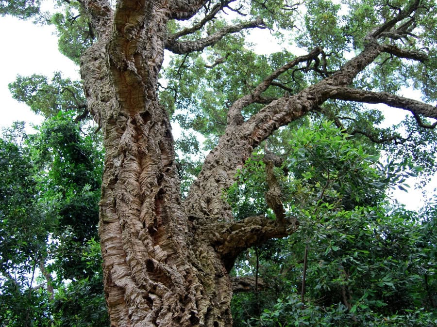 A cork tree in a forest