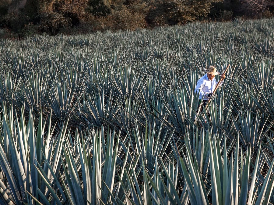A man in an agave field