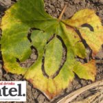 A leaf on the ground with 'SOS' cut into it