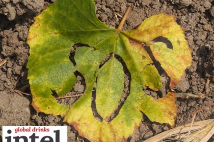 A leaf on the ground with 'SOS' cut into it