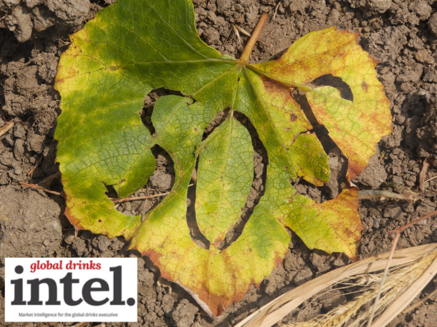 A leaf on the ground with 'SOS' cut into it