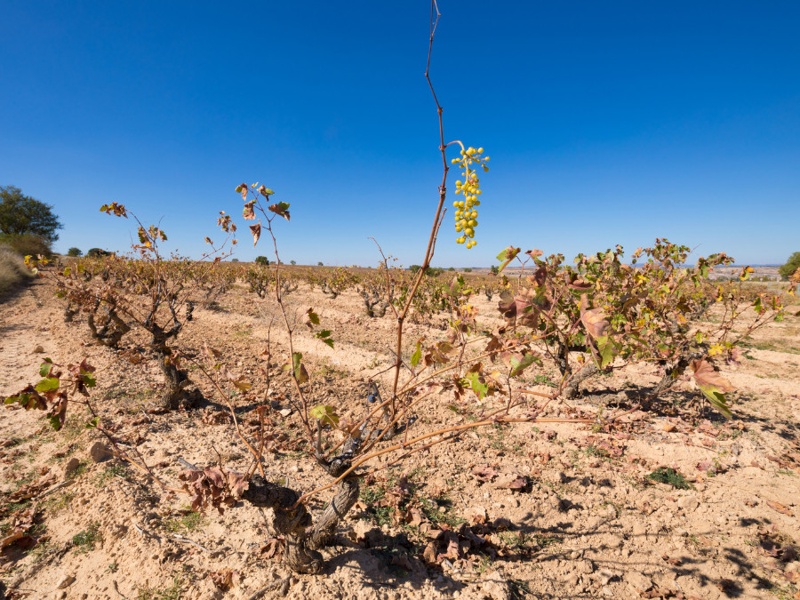 Distressed-looking vines