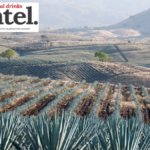 View of agave fields in Mexico