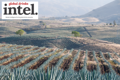 View of agave fields in Mexico