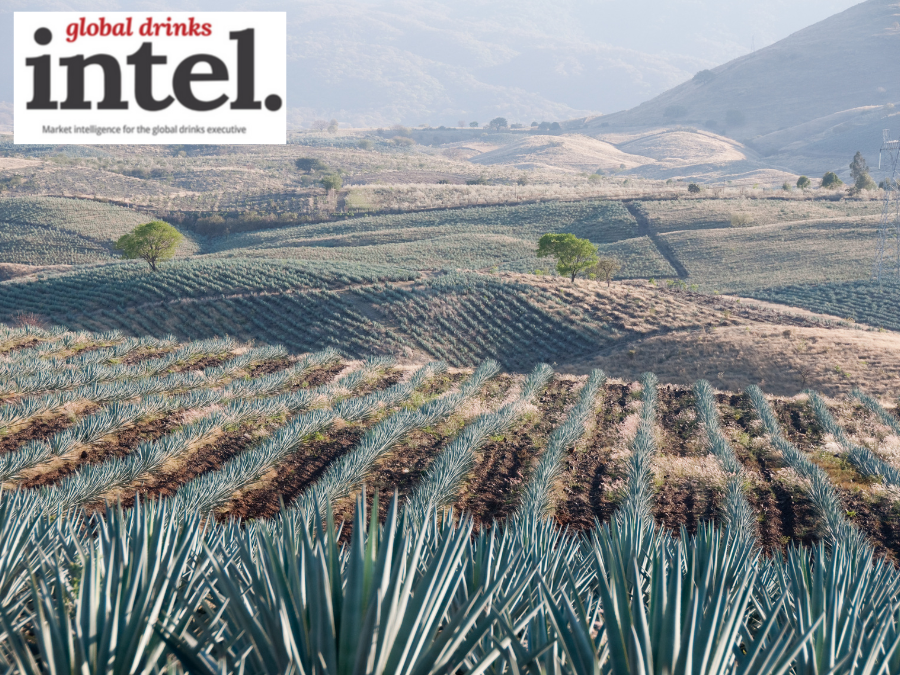 View of agave fields in Mexico
