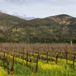View of Arcadia Vineyard in Napa Valley