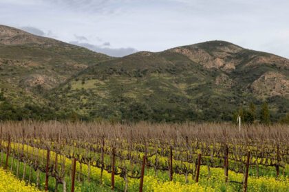 View of Arcadia Vineyard in Napa Valley