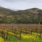 View of Arcadia Vineyard in Napa Valley