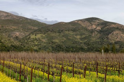 View of Arcadia Vineyard in Napa Valley