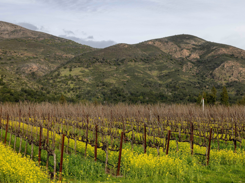 View of Arcadia Vineyard in Napa Valley