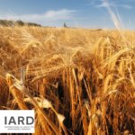 A field of barley plus the logo for IARD