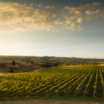Falcon. Ridge. Estate New Zealand