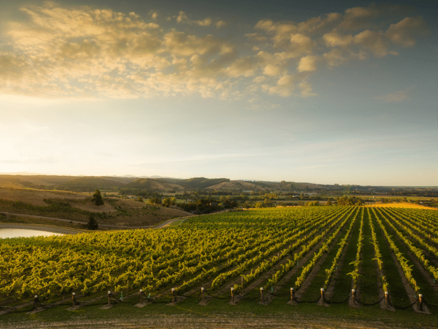 Falcon. Ridge. Estate New Zealand