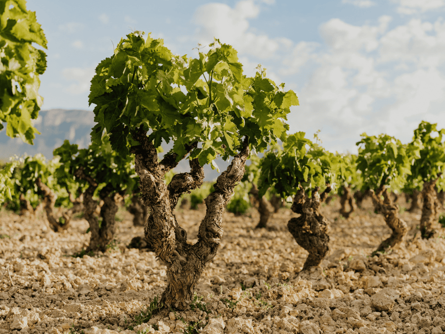 Rioja Alta vines