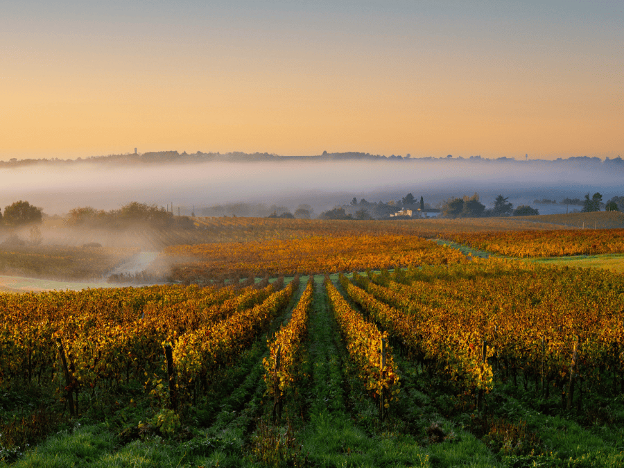 Champagne harvest cap reduced for fourth consecutive year
