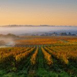 Vineyards in Champagne at daybreak