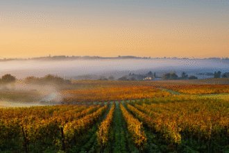 Vineyards in Champagne at daybreak